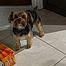 animal, black_fur, brown_fur, cardboard_box, companion, curious, cute, dog, domestic_pet, doorway, floor_tiles, home, indoor, juice_carton, light_and_shadow, looking_up, pet, shadow, small_dog, standing