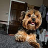 Pickles joined the competition — help win amazing prizes! animal, blanket, brown_door, canine, comfortable, companion, cozy, cute, cute_pet, dog, domestic, fur, furniture, home, indoor, pet, relaxing, resting, small_dog, tongue_out