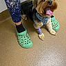 Pickles is registered to the contest to win money with this photo: animal, bandage, brown_floor, casual, companion, crocs, dog, floor, footwear, fur, happy, indoor, leash, paint_splattered, panting, pants, person, pet, tongue, waiting