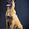 alert, animal, belgian_malinois, black_muzzle, brown_fur, canine, companion, dog, domestic_animal, ears_up, four_legs, indoor, looking_away, pet, portrait, sitting, studio, tail, tongue_out, well_groomed