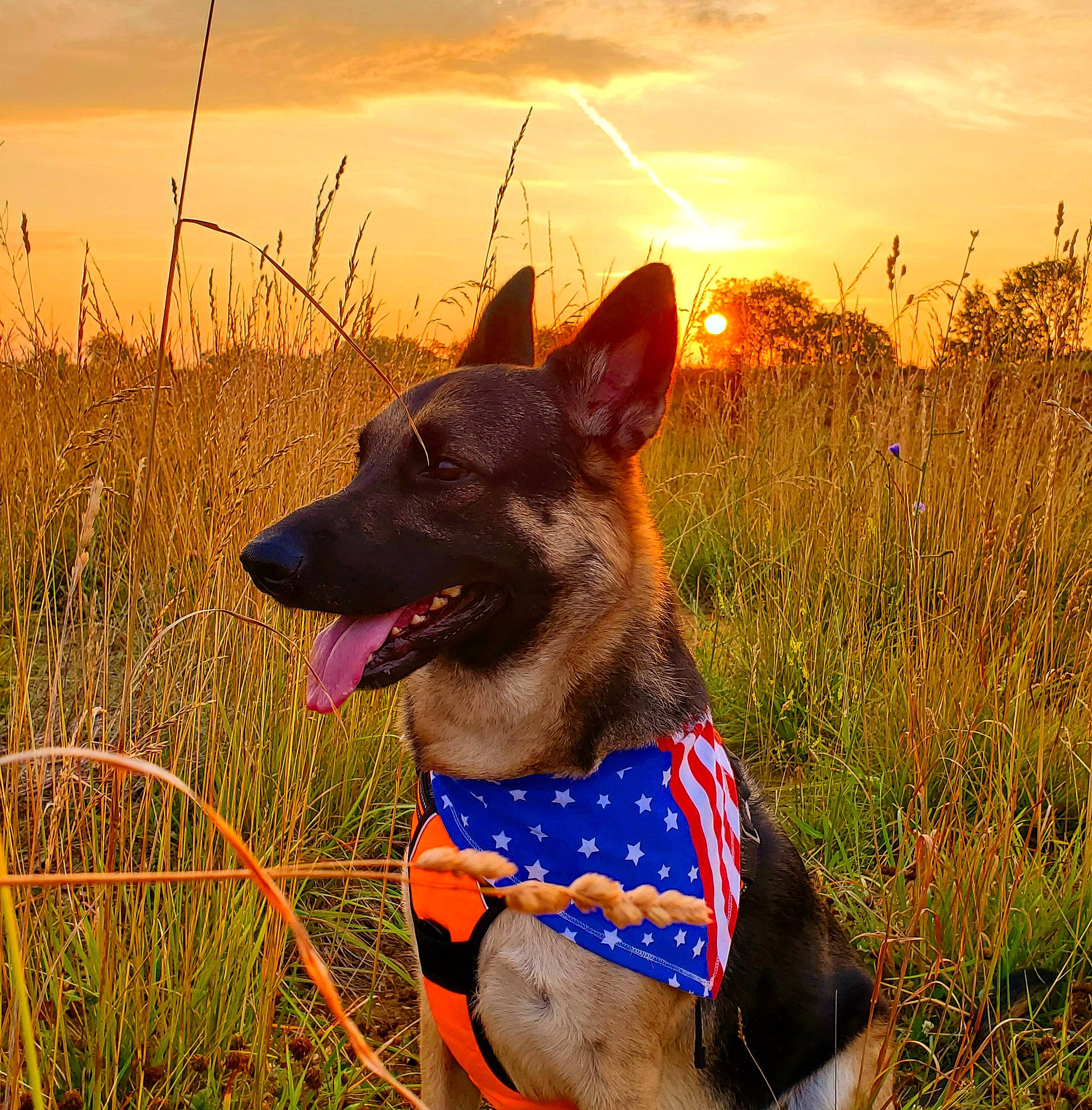 Bear joined the competition — help win amazing prizes! australian_kelpie, canidae, carnivore, dog, dog_breed, dog_collar, hunting_dog, leash, mammal, rare_breed_dog, vertebrate, working_dog