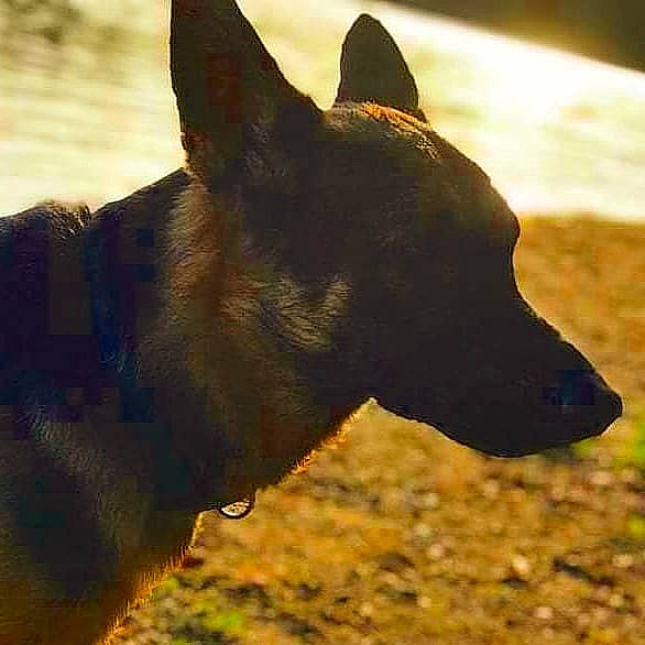 Bear is registered to the contest to win money with this photo: australian_kelpie, canidae, carnivore, dog, dog_breed, formosan_mountain_dog, hunting_dog, mammal, snout, vertebrate