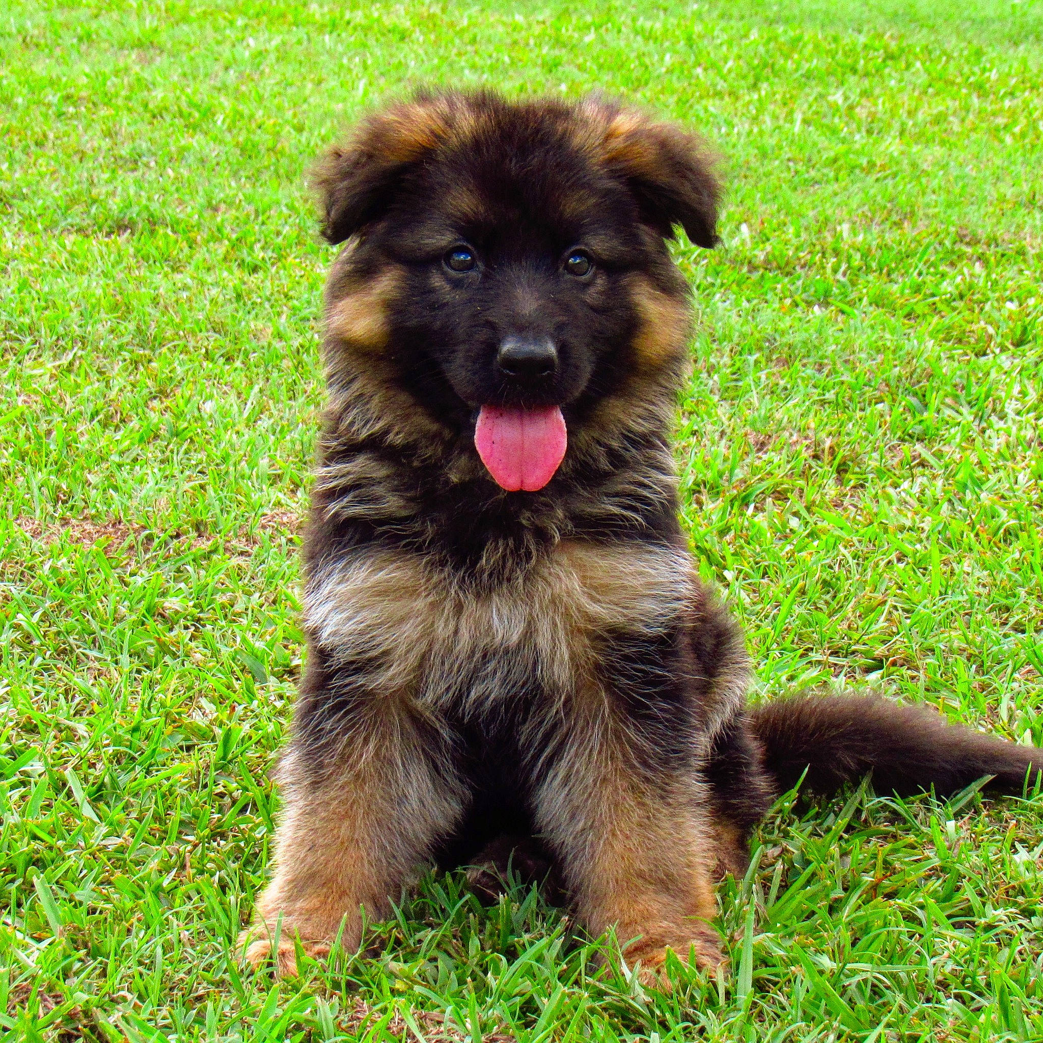 Kita joined the competition — help win amazing prizes! bohemian_shepherd, canidae, carnivore, caucasian_shepherd_dog, companion_dog, dog, dog_breed, german_shepherd_dog, herding_dog, mammal, old_german_shepherd_dog, puppy, rare_breed_dog, sporting_group, vertebrate