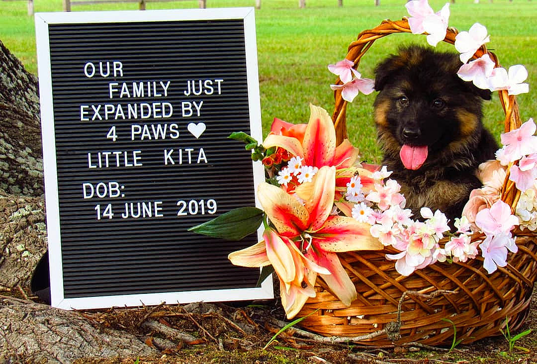 Kita joined the competition — help win amazing prizes! affenpinscher, canidae, carnivore, dog, dog_breed, flower, plant, puppy, schipperke, sporting_group, wildflower