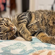 Bastion is registered to the contest to win money with this photo: cat, tabby, sleeping, fur, whiskers, bedspread, indoor, closeup, relaxed, nap, pet, animal, cozy, patterned, cute, feline, resting, soft, comfort, domestic
