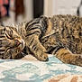 cat, tabby, sleeping, fur, whiskers, bedspread, indoor, closeup, relaxed, nap, pet, animal, cozy, patterned, cute, feline, resting, soft, comfort, domestic