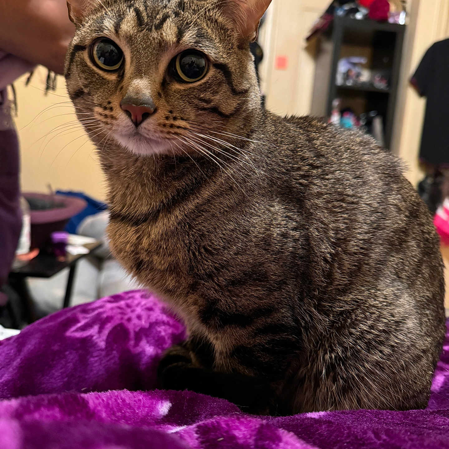 Bastion joined the competition — help win amazing prizes! animal, blanket, cat, closeup, cozy, curious, ears, eyes, face, feline, fur, home, indoor, person, pet, purple, sitting, tabby, texture, whiskers