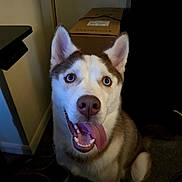 Loki joined the competition — help win amazing prizes! animal, blue_eyes, canine, cardboard_box, close_up, dog, fluffy_fur, furniture, happy, home, husky, indoors, open_mouth, pet, portrait, siberian_husky, smiling, teeth, tongue, upright_ears