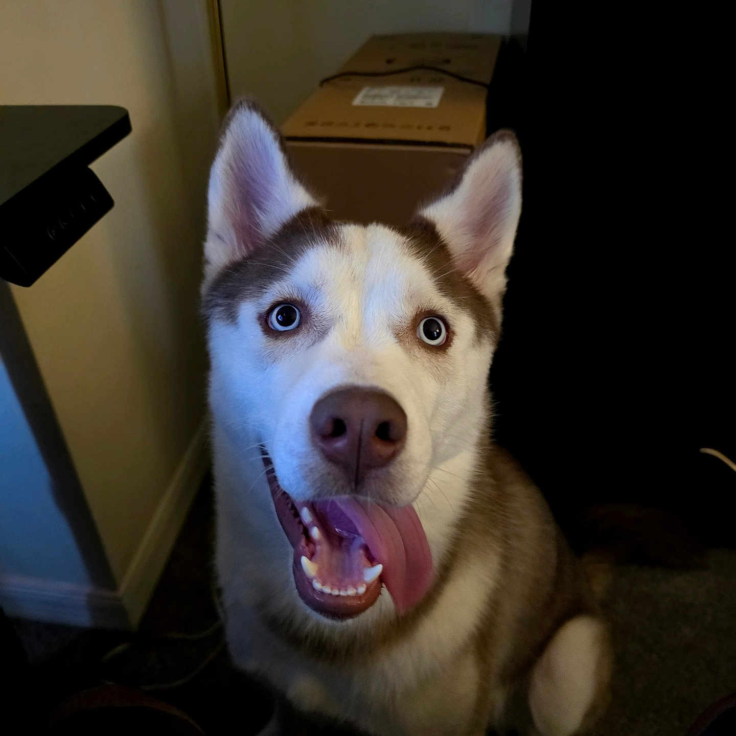 Loki joined the competition — help win amazing prizes! animal, blue_eyes, canine, cardboard_box, close_up, dog, fluffy_fur, furniture, happy, home, husky, indoors, open_mouth, pet, portrait, siberian_husky, smiling, teeth, tongue, upright_ears