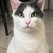 Oreo is registered to the contest to win money with this photo: cat, white_cat, green_eyes, pink_nose, indoor, tile_floor, pet, feline, whiskers, ears, close_up, sitting, animal, domestic_animal, looking, fur, cute, face, portrait, household