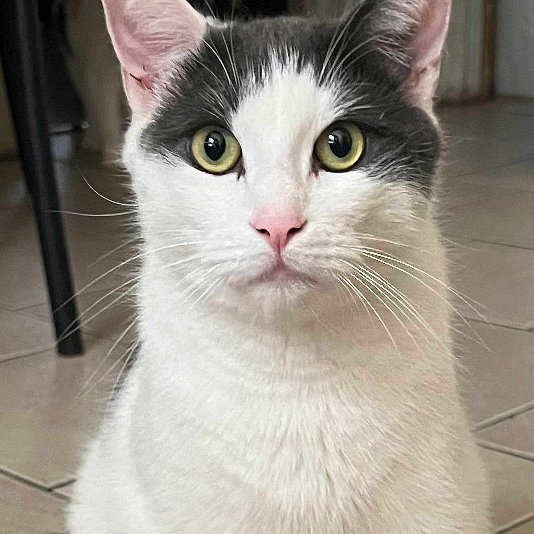 Oreo is registered to the contest to win money with this photo: animal, cat, close_up, cute, domestic_animal, ears, face, feline, fur, green_eyes, household, indoor, looking, pet, pink_nose, portrait, sitting, tile_floor, whiskers, white_cat