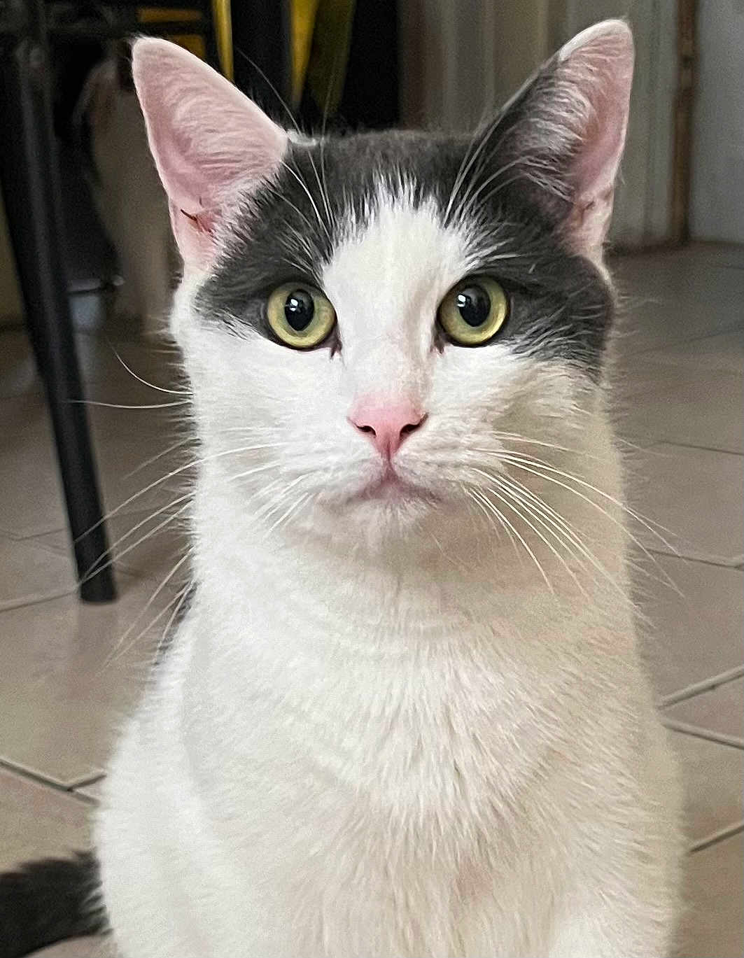 Oreo is registered to the contest to win money with this photo: cat, white_cat, green_eyes, pink_nose, indoor, tile_floor, pet, feline, whiskers, ears, close_up, sitting, animal, domestic_animal, looking, fur, cute, face, portrait, household