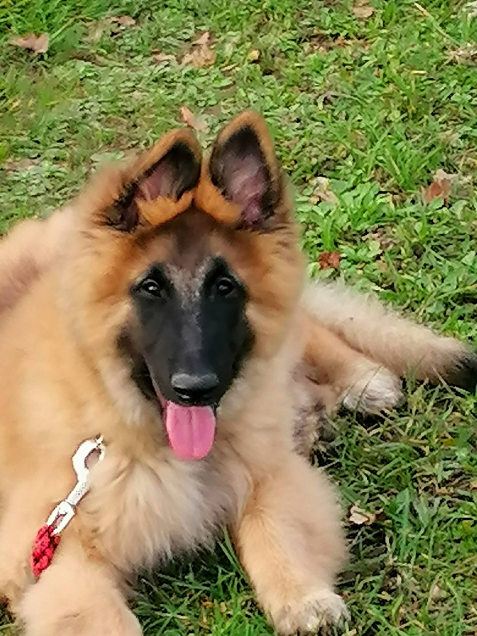 Uroy participe au concours pour gagner de l'argent avec cette photo : belgian_shepherd_malinois, canidae, carnivore, companion_dog, dog, dog_breed, east_european_shepherd, fawn, german_shepherd_dog, grass, groundcover, herbaceous_plant, herding_dog, old_german_shepherd_dog, paw, plant, snout, sporting_group, terrestrial_animal, working_dog