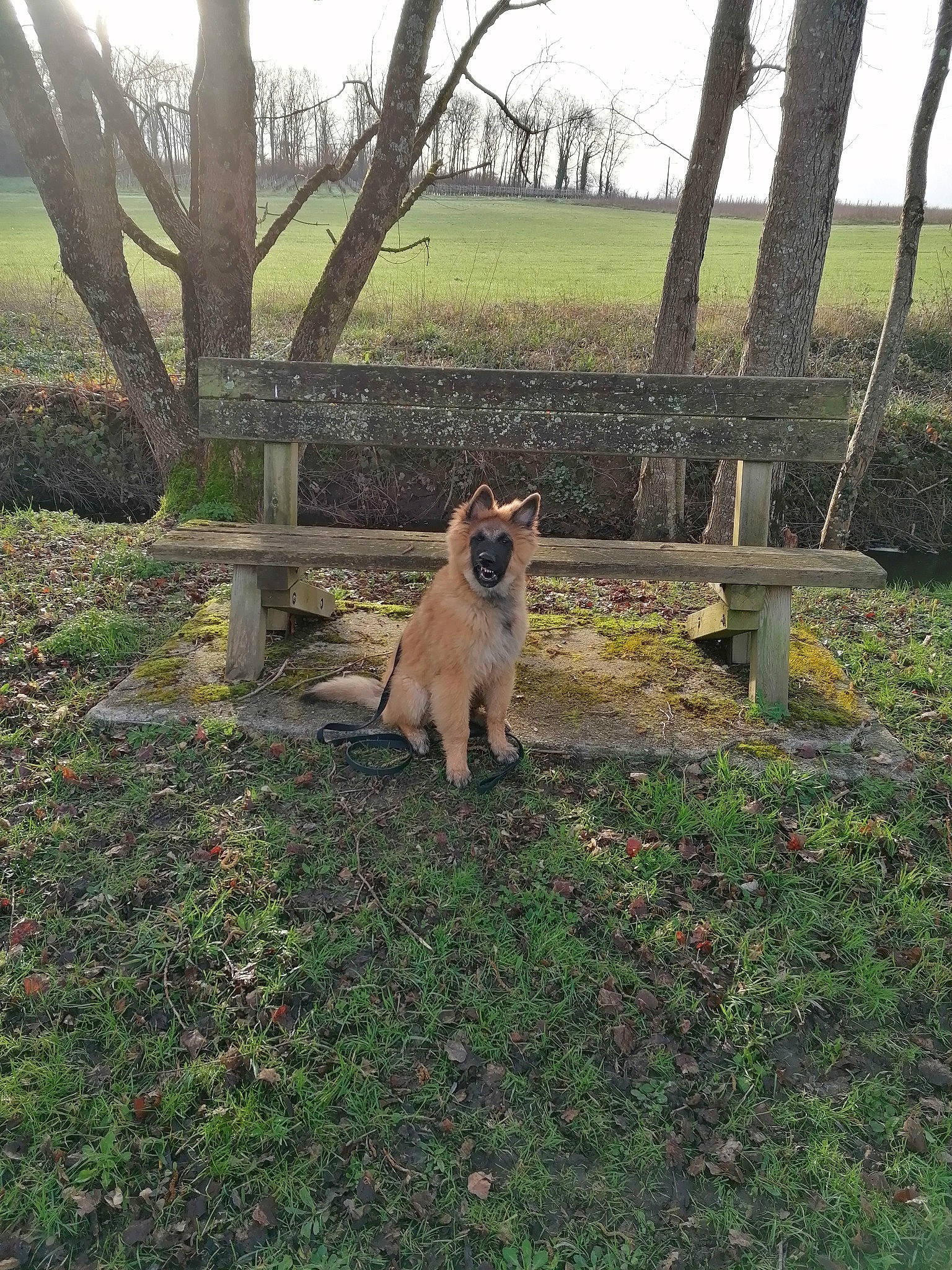 Uroy a rejoint le concours — aidez-le/la à gagner de superbes lots ! canidae, carnivore, companion_dog, dog_breed, fawn, felidae, grass, grassland, groundcover, landscape, plant, small_to_medium_sized_cats, sporting_group, tail, terrestrial_animal, tints_and_shades, tree, trunk, wood, woody_plant