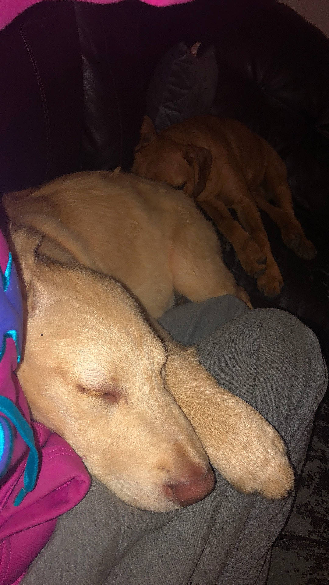 Chonk is registered to the contest to win money with this photo: canidae, carnivore, comfort, companion_dog, dog, dog_breed, dog_supply, fawn, guard_dog, jaw, labrador_retriever, nap, paw, retriever, snout, sporting_group, tail, terrestrial_animal, whiskers, working_animal