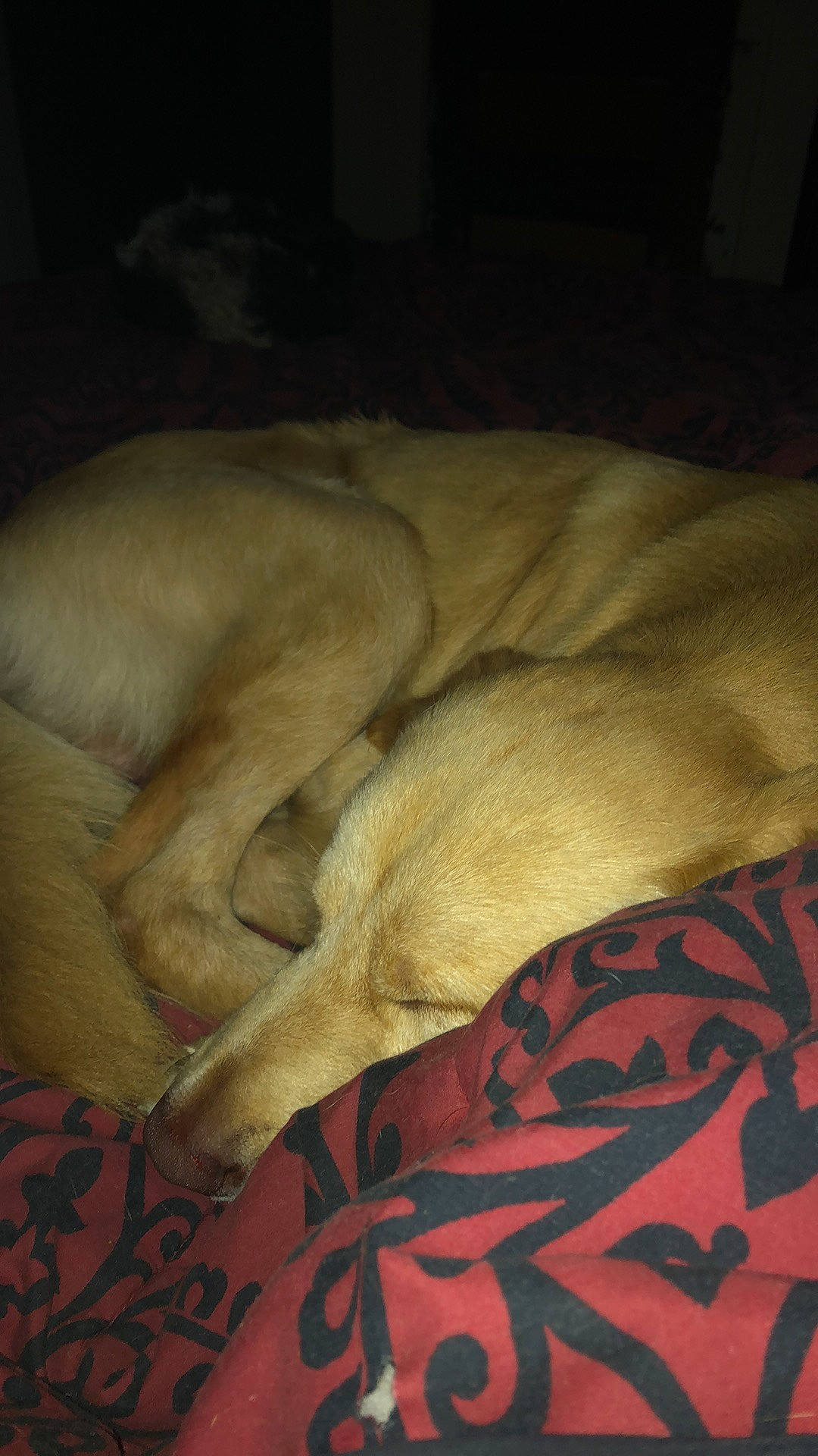 Chonk joined the competition — help win amazing prizes! bed_sheet, bedding, canidae, carnivore, cloud, comfort, companion_dog, dog, dog_breed, fawn, flooring, fur, linens, nap, sporting_group, tail, terrestrial_animal, textile, tints_and_shades, wood