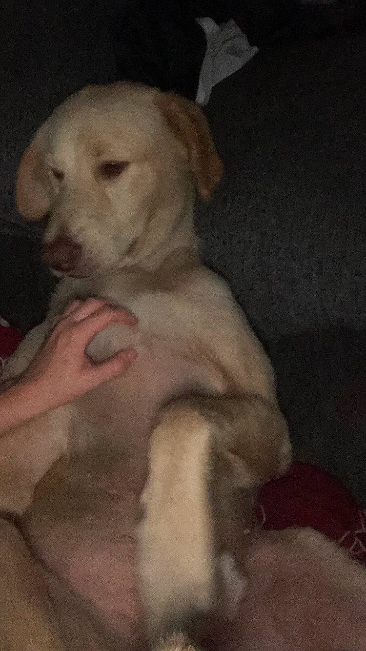 Chonk joined the competition — help win amazing prizes! canidae, carnivore, companion_dog, dog, dog_breed, ear, fawn, fur, labrador_retriever, non_sporting_group, paw, snout, sporting_group, tail, whiskers, working_animal