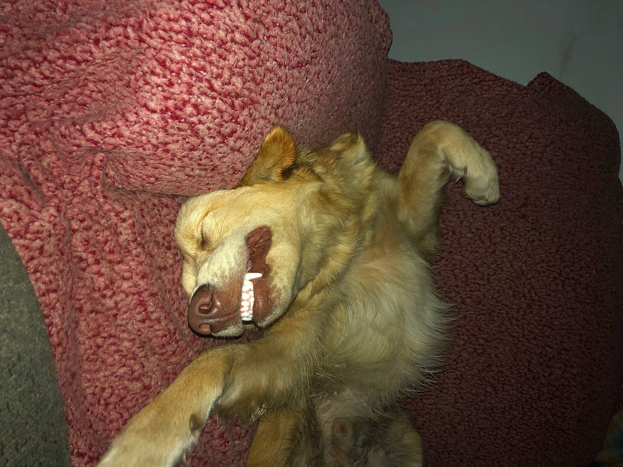 Chonk joined the competition — help win amazing prizes! canidae, carnivore, claw, companion_dog, dog, dog_breed, dog_supply, fang, fawn, felidae, fur, non_sporting_group, paw, pet_supply, snout, sporting_group, tail, terrestrial_animal, toy, working_animal