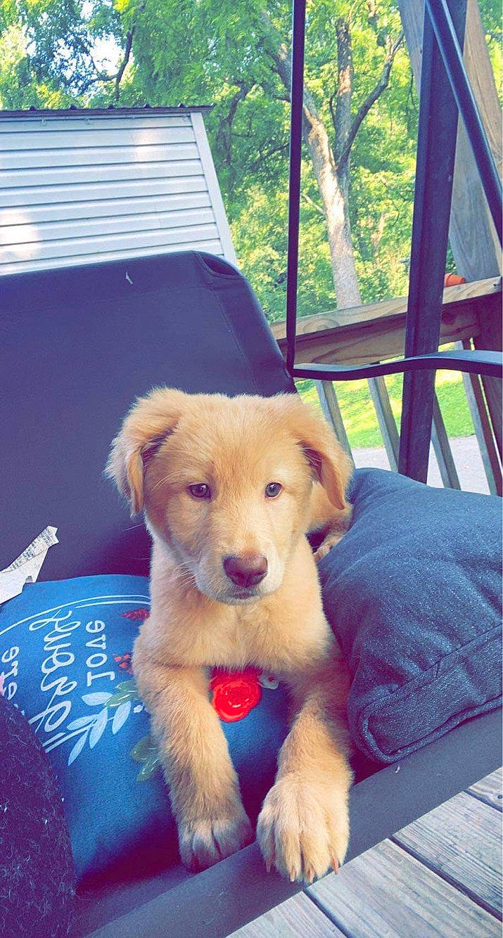 Chonk joined the competition — help win amazing prizes! canidae, carnivore, chair, collar, companion_dog, dog, dog_breed, dog_collar, fawn, fur, happy, leisure, outdoor_furniture, paw, plant, snout, sporting_group, tail, tree, working_animal