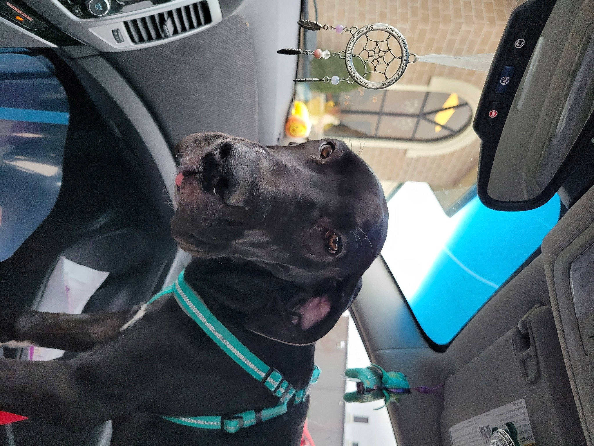 Freya is registered to the contest to win money with this photo: auto_part, automotive_design, automotive_exterior, car, car_seat, car_seat_cover, carnivore, collar, companion_dog, dog, dog_breed, dog_collar, family_car, fawn, gas, light, mode_of_transport, motor_vehicle, vehicle, vehicle_door