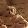 dog, small_dog, white_dog, fluffy, pet, animal, portrait, indoors, bed, blanket, cozy, cuddly, resting, sitting, face, eyes, nose, fur, home, warm_lighting
