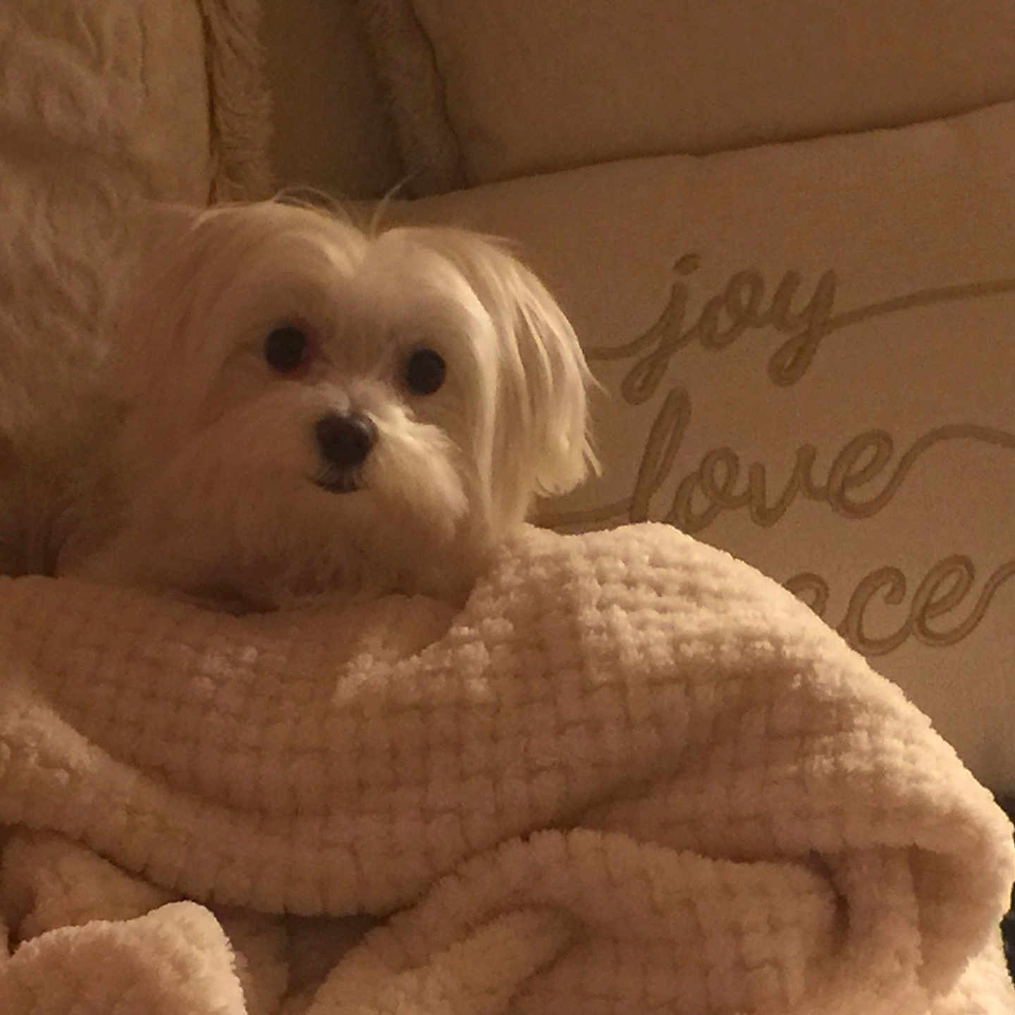Bella