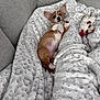 Winnie is registered to the contest to win money with this photo: corgi, puppy, dog, blanket, couch, plush_toy, lying_down, relaxed, cute, indoor, pet, fur, small_dog, cozy, soft_texture, animal, resting, white, gray, brown
