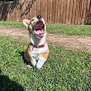 Winnie joined the competition — help win amazing prizes! puppy, dog, grass, outdoor, collar, mouth_open, pet, canine, fence, sunlight, nature, animal, young_dog, cute, playful, tongue, ears, daylight, yard, happy