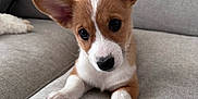 Winnie joined the competition — help win amazing prizes! puppy, dog, brown, white, ears, couch, indoor, pet, cute, young, fur, animal, face, portrait, looking, resting, home, cozy, paw, curious