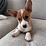 puppy, dog, brown, white, ears, couch, indoor, pet, cute, young, fur, animal, face, portrait, looking, resting, home, cozy, paw, curious