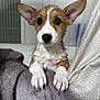 Winnie joined the competition — help win amazing prizes! puppy, dog, wet, ears, towel, bathroom, cute, pet, fur, looking, brown_and_white, close_up, young, animal, indoors, face, expression, paw, soft, curtain