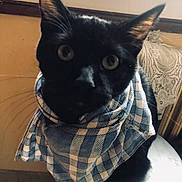 Artus a rejoint le concours — aidez-le/la à gagner de superbes lots ! cat, black_cat, indoor, blue_checkered_cloth, wide_eyes, curious, window, natural_light, lace_curtain, warm_light, cozy, pet, animal, feline, close_up, face, whiskers, ears, sitting, table