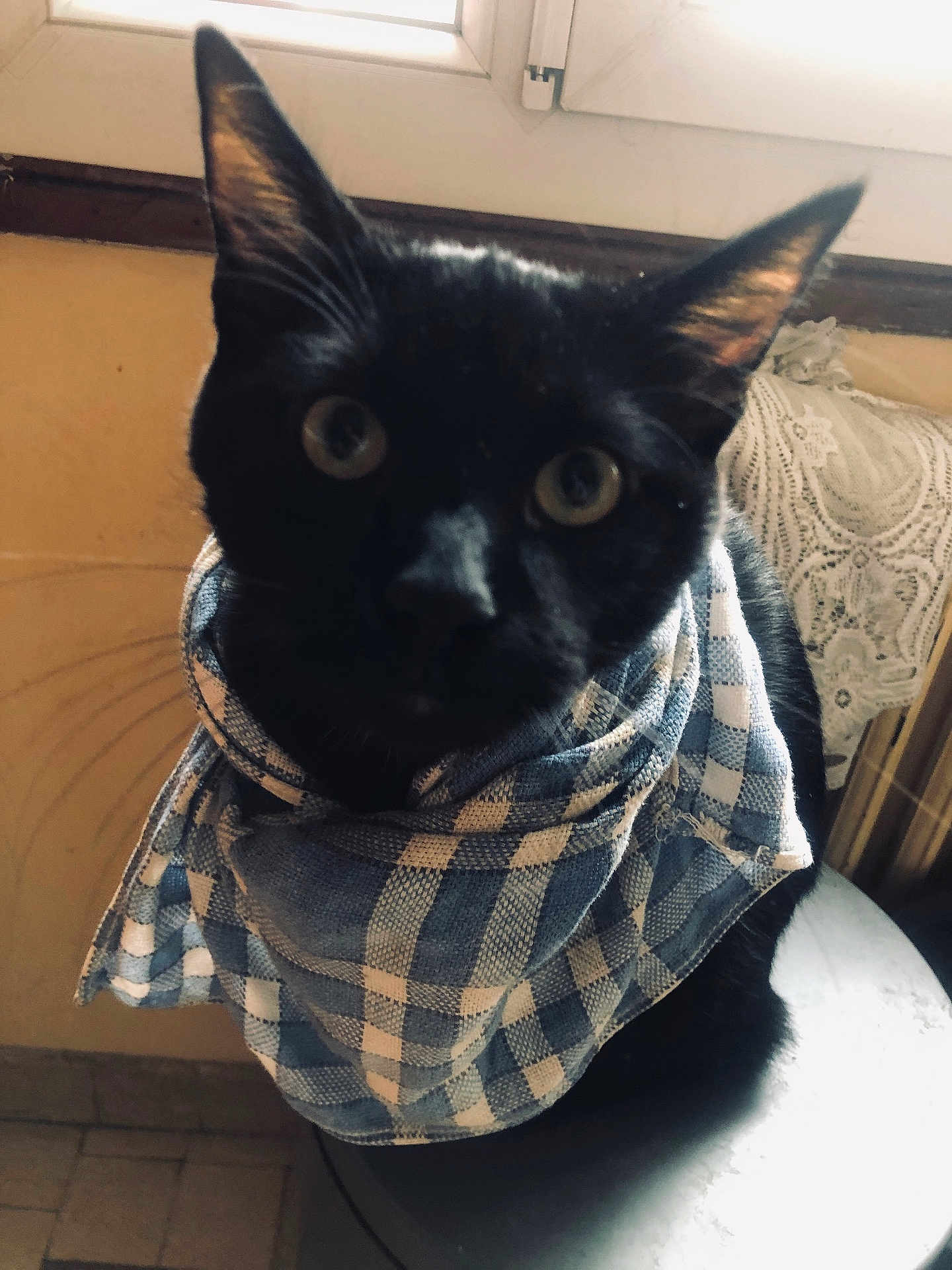 Artus a rejoint le concours — aidez-le/la à gagner de superbes lots ! cat, black_cat, indoor, blue_checkered_cloth, wide_eyes, curious, window, natural_light, lace_curtain, warm_light, cozy, pet, animal, feline, close_up, face, whiskers, ears, sitting, table