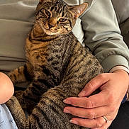 Rory is registered to the contest to win money with this photo: animal, casual_clothing, cat, close_up, comfort, couch, cozy, domestic_animal, feline, friendly, hand, human, indoor, lap, person, pet, relaxed, sitting, striped, tabby_cat
