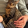 animal, casual_clothing, cat, close_up, comfort, couch, cozy, domestic_animal, feline, friendly, hand, human, indoor, lap, person, pet, relaxed, sitting, striped, tabby_cat