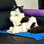 cat, black_and_white, fluffy, pet, animal, feline, indoor, couch, leather, blanket, purple, blue, relaxed, sitting, fur, whiskers, tail, yellow_eyes, home, comfort