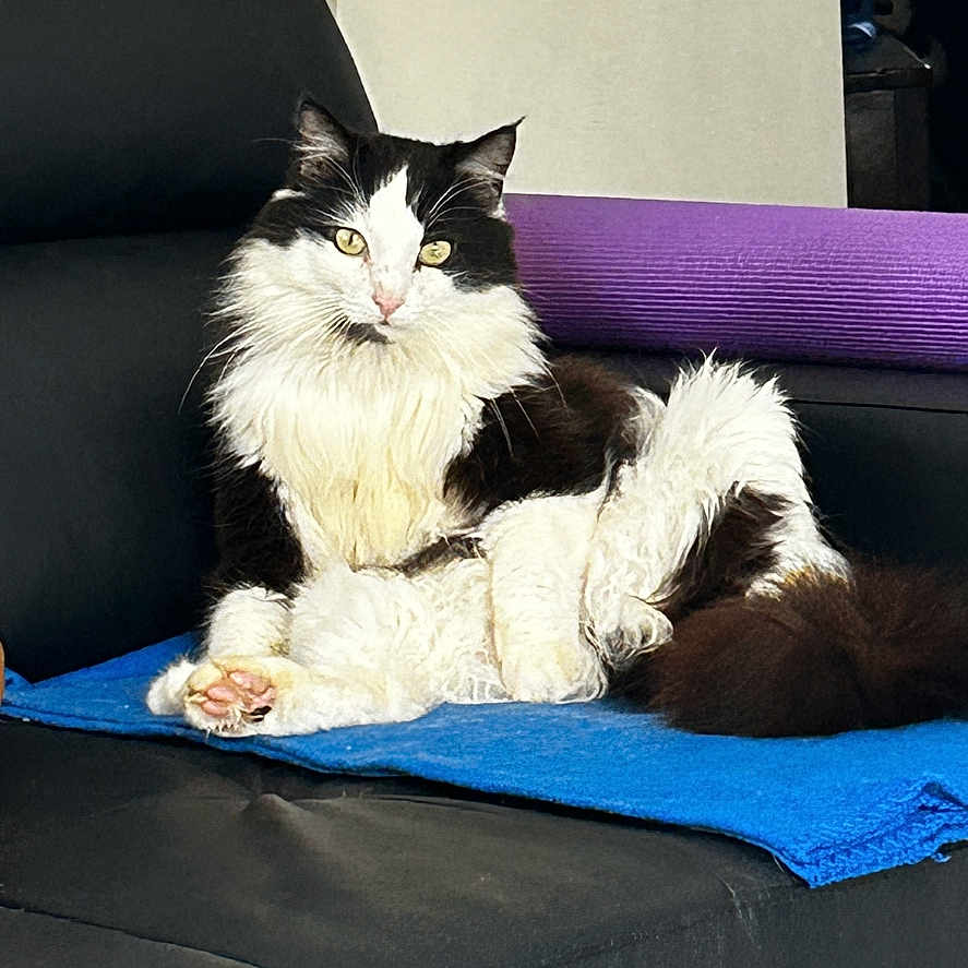 Filou a rejoint le concours — aidez-le/la à gagner de superbes lots ! animal, black_and_white, blanket, blue, cat, comfort, couch, feline, fluffy, fur, home, indoor, leather, pet, purple, relaxed, sitting, tail, whiskers, yellow_eyes