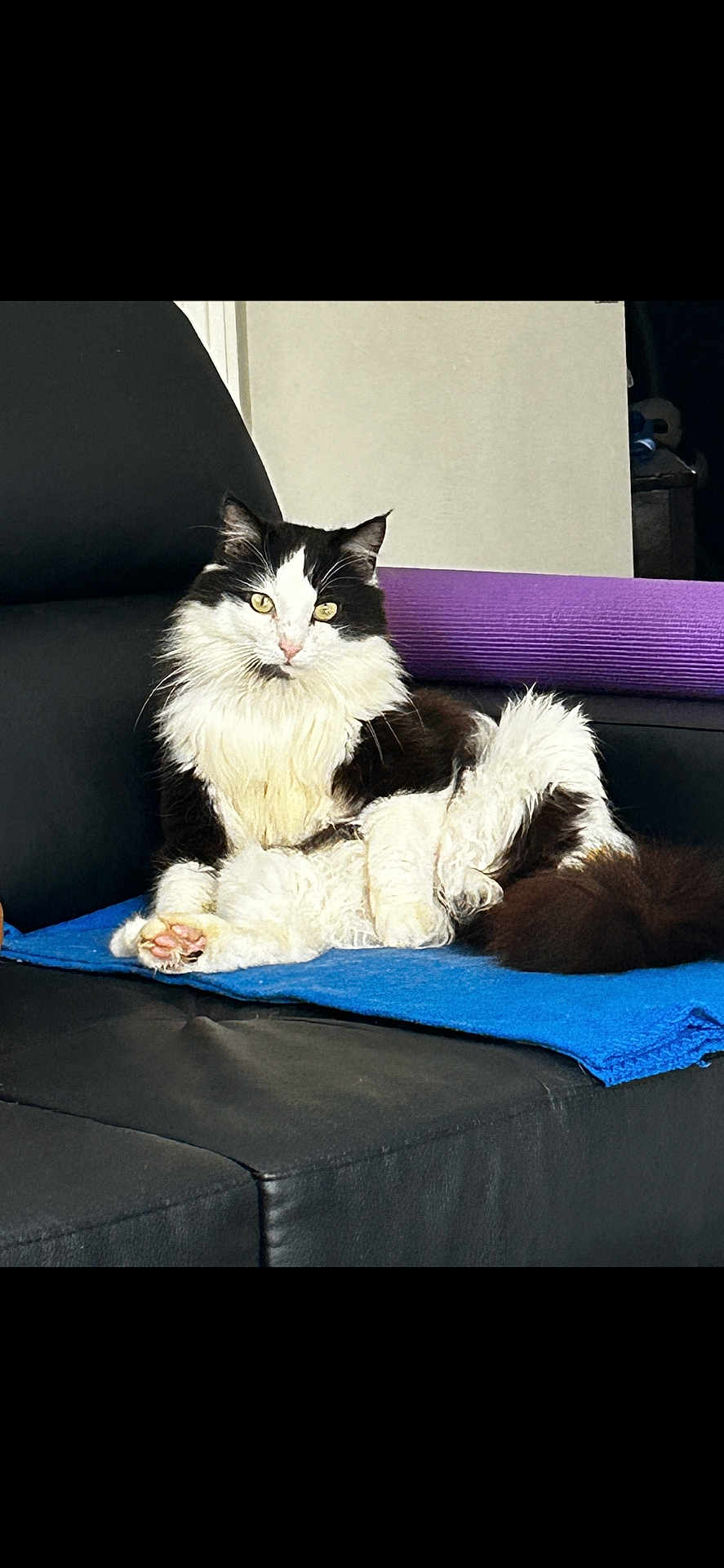Filou a rejoint le concours — aidez-le/la à gagner de superbes lots ! cat, black_and_white, fluffy, pet, animal, feline, indoor, couch, leather, blanket, purple, blue, relaxed, sitting, fur, whiskers, tail, yellow_eyes, home, comfort