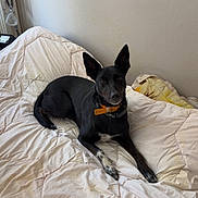 Roxi a rejoint le concours — aidez-le/la à gagner de superbes lots ! dog, black_dog, pet, bed, blanket, indoor, resting, looking, ears, collar, furniture, cozy, animal, lying_down, domestic_animal, comfort, home, canine, relaxed, quiet