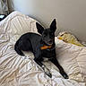 dog, black_dog, pet, bed, blanket, indoor, resting, looking, ears, collar, furniture, cozy, animal, lying_down, domestic_animal, comfort, home, canine, relaxed, quiet
