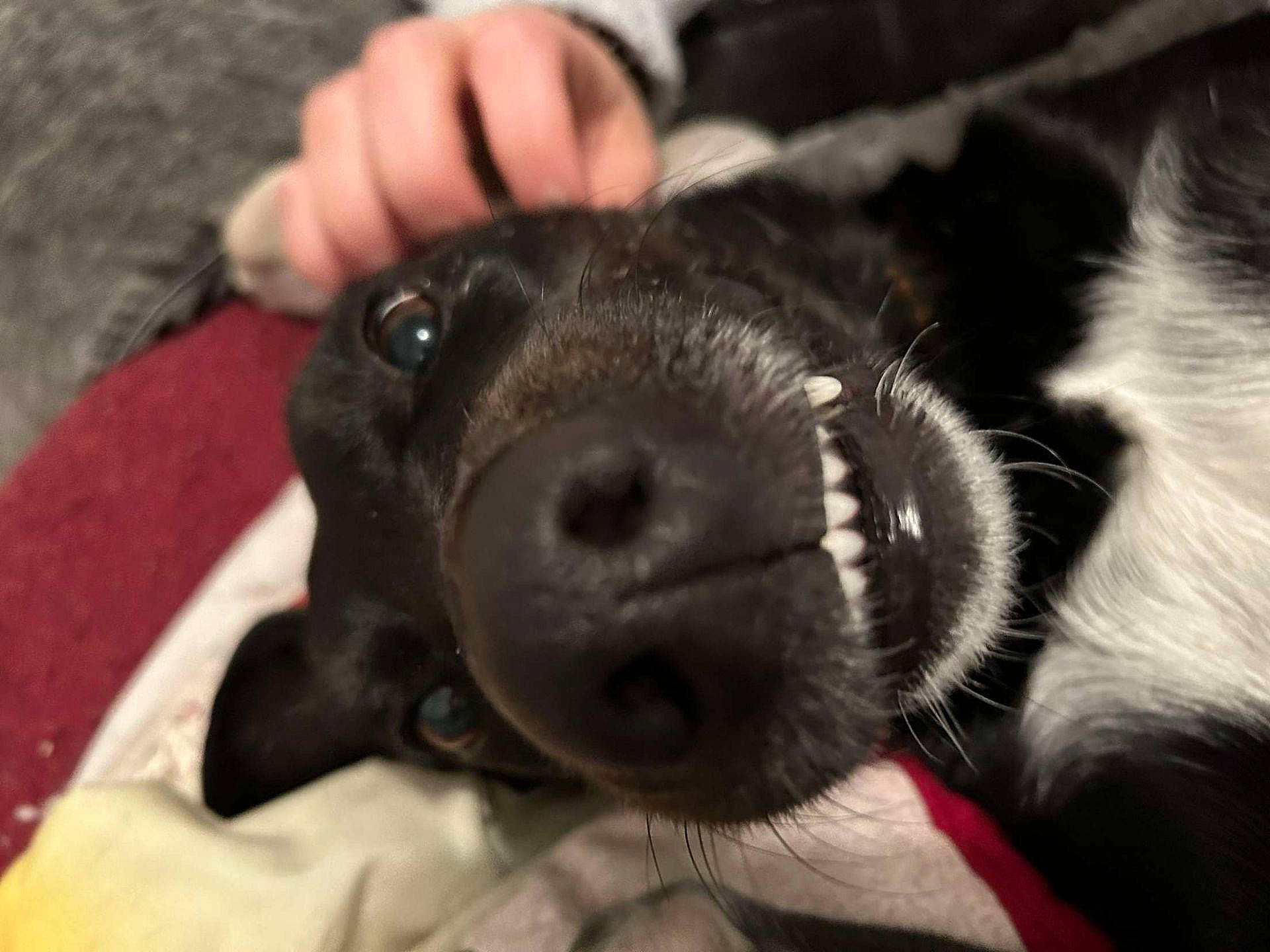 Roxi participe au concours pour gagner de l'argent avec cette photo : canidae, carnivore, collar, companion_dog, dog, dog_breed, dog_collar, ear, eye, finger, fur, gesture, hand, nail, paw, snout, sporting_group, thumb, whiskers, working_animal