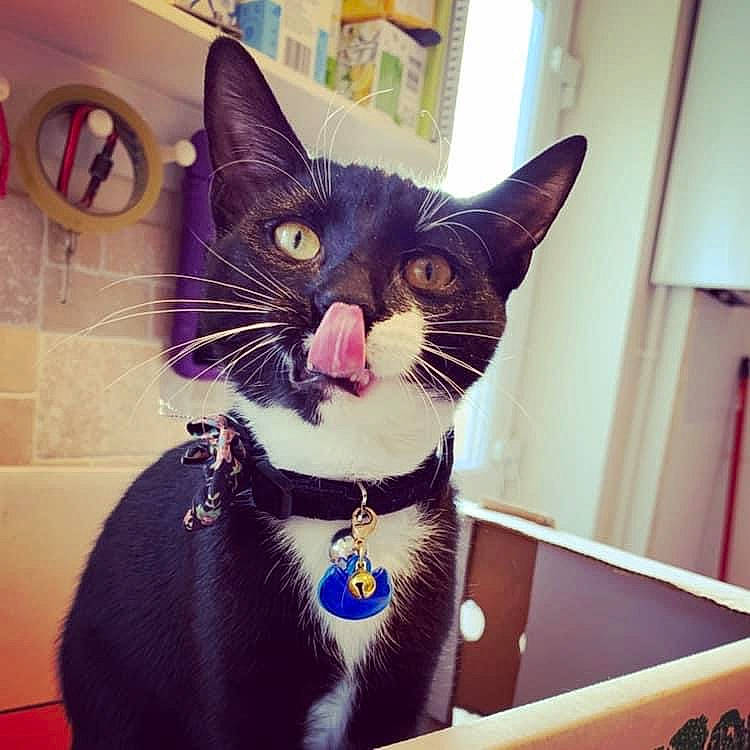 Mittens is registered to the contest to win money with this photo: beauty, carnivore, cat, collar, ear, electric_blue, eye, felidae, happy, head, iris, jaw, leg, mammal, pet_supply, purple, small_to_medium_sized_cats, snout, whiskers, window