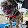 Buddy joined the competition — help win amazing prizes! animal, bow_tie, canine, car_dashboard, close_up, cute, dog, furry, leash, outdoor, pet, playful, road, scruffy, small_dog, tongue, tongue_out, travel, vehicle, window