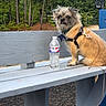 Buddy is registered to the contest to win money with this photo: animal, bench, curious, daylight, dog, fur, greenery, harness, lamp_post, leash, nature, outdoor, park, pet, seat, side_view, small_dog, trees, water_bottle, wood