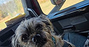 Buddy joined the competition — help win amazing prizes! animal, candid, car_interior, casual, closeup, curious, daylight, dog, fur, grass, harness, inside_vehicle, name_tag, outdoor_view, pet, portrait, seat, sunlight, trees, window