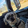 animal, candid, car_interior, casual, closeup, curious, daylight, dog, fur, grass, harness, inside_vehicle, name_tag, outdoor_view, pet, portrait, seat, sunlight, trees, window