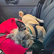 Buddy joined the competition — help win amazing prizes! canine, car_interior, car_seat, closeup, companion, dog, domestic_animal, door_handle, fur, harness, napping, pet, red_blanket, relaxation, resting, seat, seatbelt, sleeping, vehicle, window