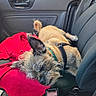 canine, car_interior, car_seat, closeup, companion, dog, domestic_animal, door_handle, fur, harness, napping, pet, red_blanket, relaxation, resting, seat, seatbelt, sleeping, vehicle, window