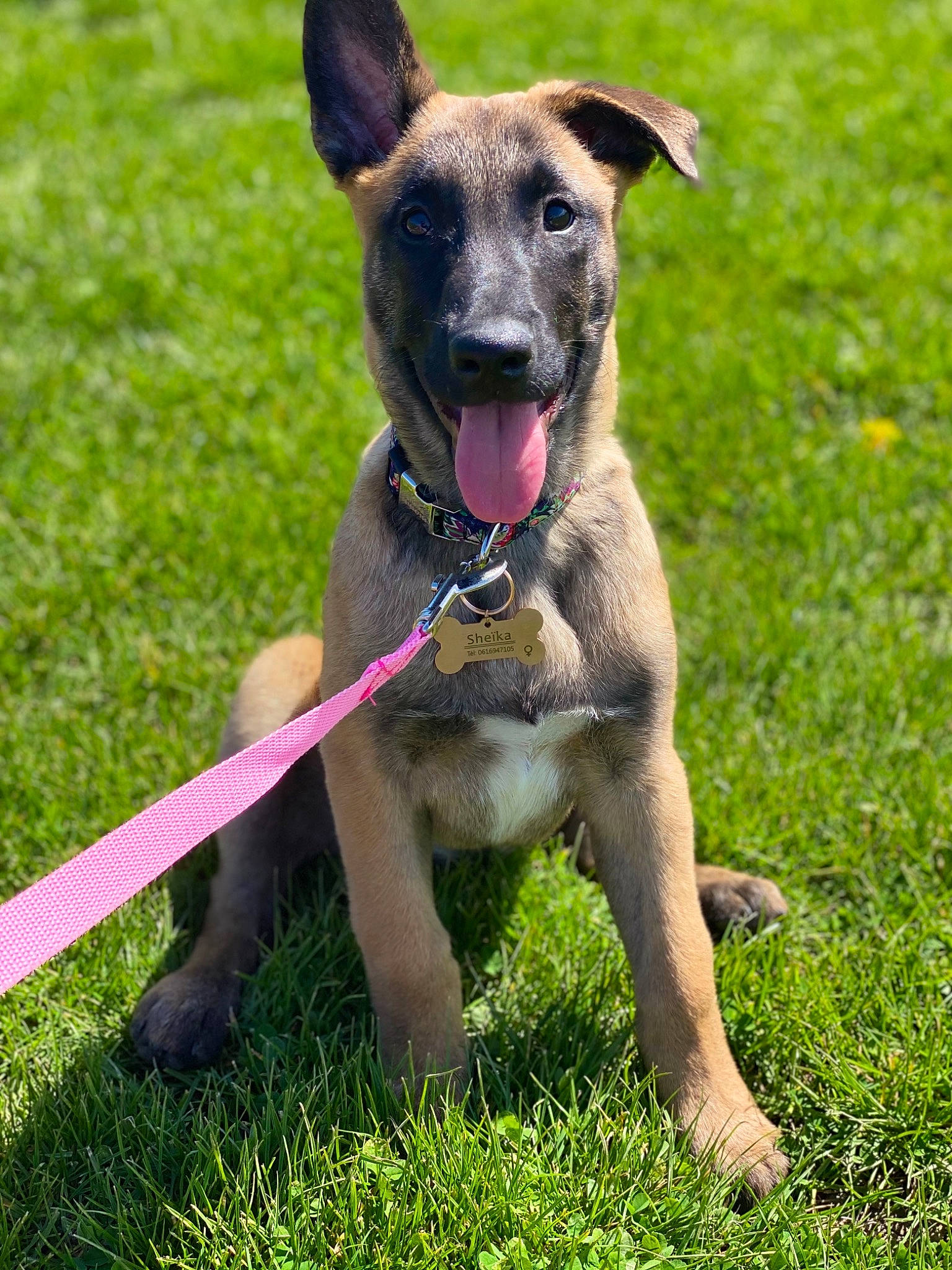 Sheïka participe au concours pour gagner de l'argent avec cette photo : canidae, carnivore, collar, companion_dog, dog, dog_breed, dog_collar, dog_supply, fawn, grass, guard_dog, hunting_dog, leash, pet_supply, plant, sporting_group, tail, working_animal, working_dog