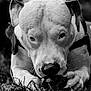 Django participe au concours pour gagner de l'argent avec cette photo : dog, close_up, black_and_white, animal, pet, chewing, toy, grass, outdoor, portrait, focused, snout, ears, paws, nature, canine, fur, intense, monochrome, collar